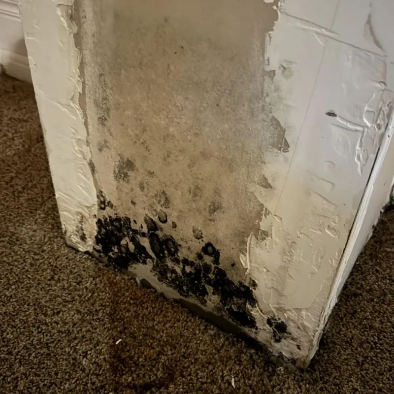 Professional Mold Removal in Ranger, TX